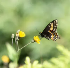 Short-tailed Swallowtail thumbnail 4