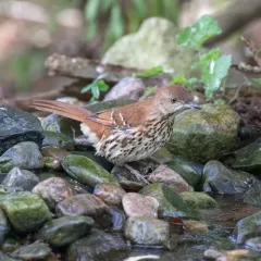 Brown Thrasher thumbnail 4