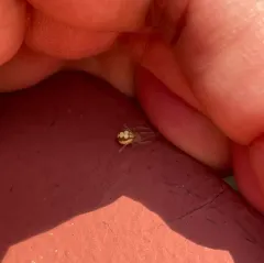 White Long-legged Cobweaver thumbnail 1