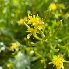curvepod yellowcress thumbnail 2