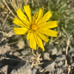 Hairy Hawkbit thumbnail 2