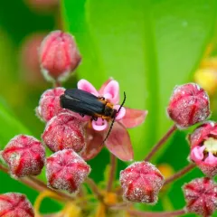 Wide-horned Soldier Beetle thumbnail 4