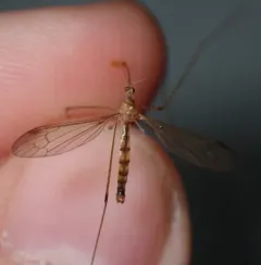 Elephantomyia westwoodi thumbnail 4
