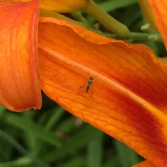 Chrysopilus modestus thumbnail 1