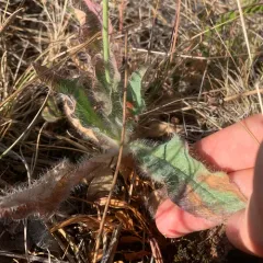 Parry's hawkweed thumbnail 4