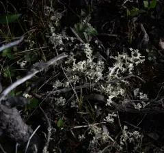 Crinkled Snow Lichen thumbnail 4