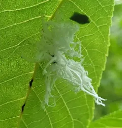Butternut Woollyworm Sawfly thumbnail 3
