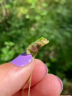 Caloptilia coroniella thumbnail 2