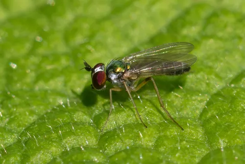 Argyra minuta