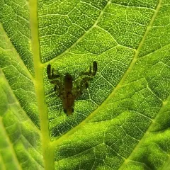 Sunflower Maggot Fly thumbnail 4