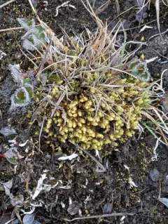 Turgid Aulacomnium Moss thumbnail 4