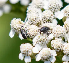 Daisy Flower Weevil thumbnail 3