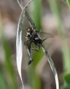 Straw-faced Hammertail thumbnail 3