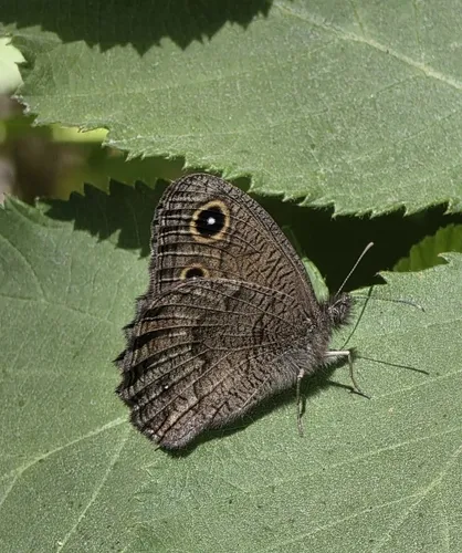 Cercyonis silvestris