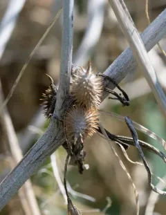 common cocklebur thumbnail 4