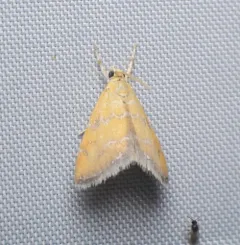 Xanthophysa psychicalis thumbnail 4