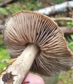 Tricholoma atroviolaceum thumbnail 2