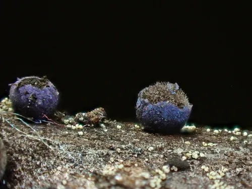 Lamproderma spinulosporum