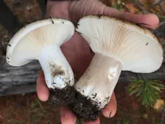Dense-gilled Russula thumbnail 2
