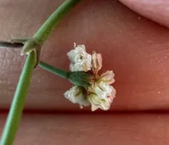 Nodding Buckwheat thumbnail 1