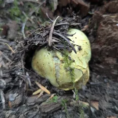 Truncocolumella citrina thumbnail 4