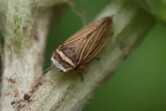 Aphrodes makarovi thumbnail 3