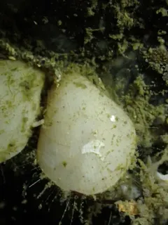 Terebratulina unguicula thumbnail 4