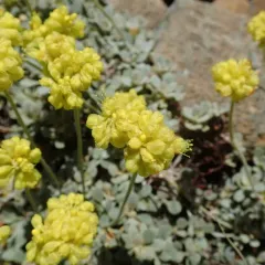ternate buckwheat thumbnail 4