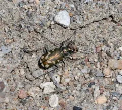 Badlands Tiger Beetle thumbnail 3
