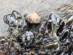 Tiny Black Sea Cucumber thumbnail 4