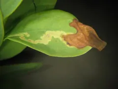 Liriomyza pilicornis thumbnail 4