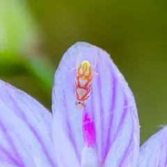 Erythroneura acuticephala thumbnail 3