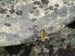 Arctic Tiger Moth thumbnail 3