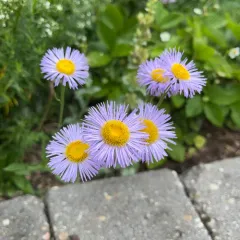 Smooth fleabane thumbnail 3