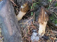 Morchella sextelata thumbnail 3
