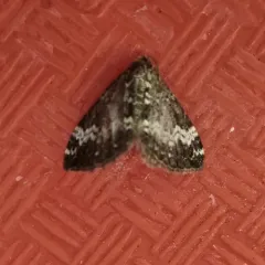 Small Rivulet thumbnail 1