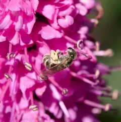 Tripartite Sweat Bee thumbnail 4