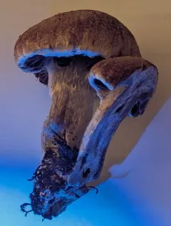 Cortinarius lucorum thumbnail 4