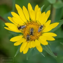 Small Long-horned Bee thumbnail 3