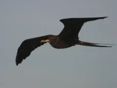Magnificent Frigatebird thumbnail 4
