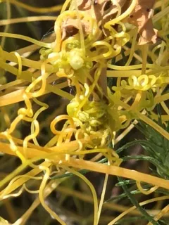 pretty dodder thumbnail 1