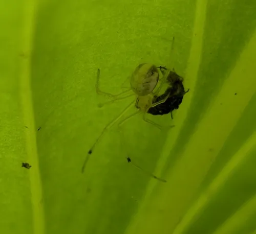 Eastern Long-legged Cobweaver