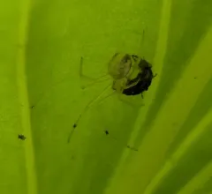 Eastern Long-legged Cobweaver thumbnail 1