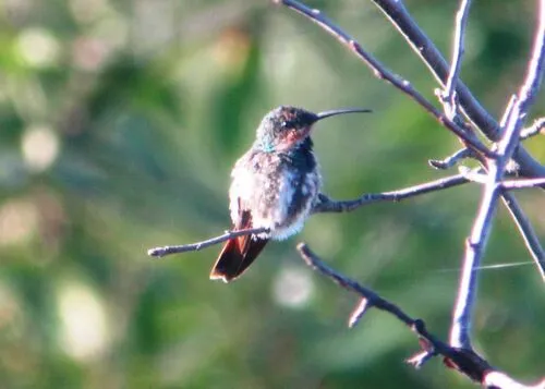 Green-breasted Mango