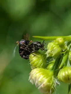 Ripiphorus fasciatus thumbnail 3