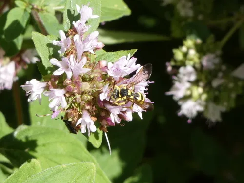 Suave Nomad Bee