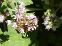 Suave Nomad Bee thumbnail 1