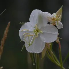 White-stemmed Evening-primrose thumbnail 4