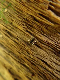Macronychus glabratus thumbnail 3