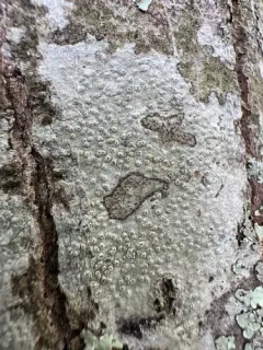 Branch Bumps thumbnail 3